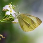 Er besucht immer diese Blüten ....