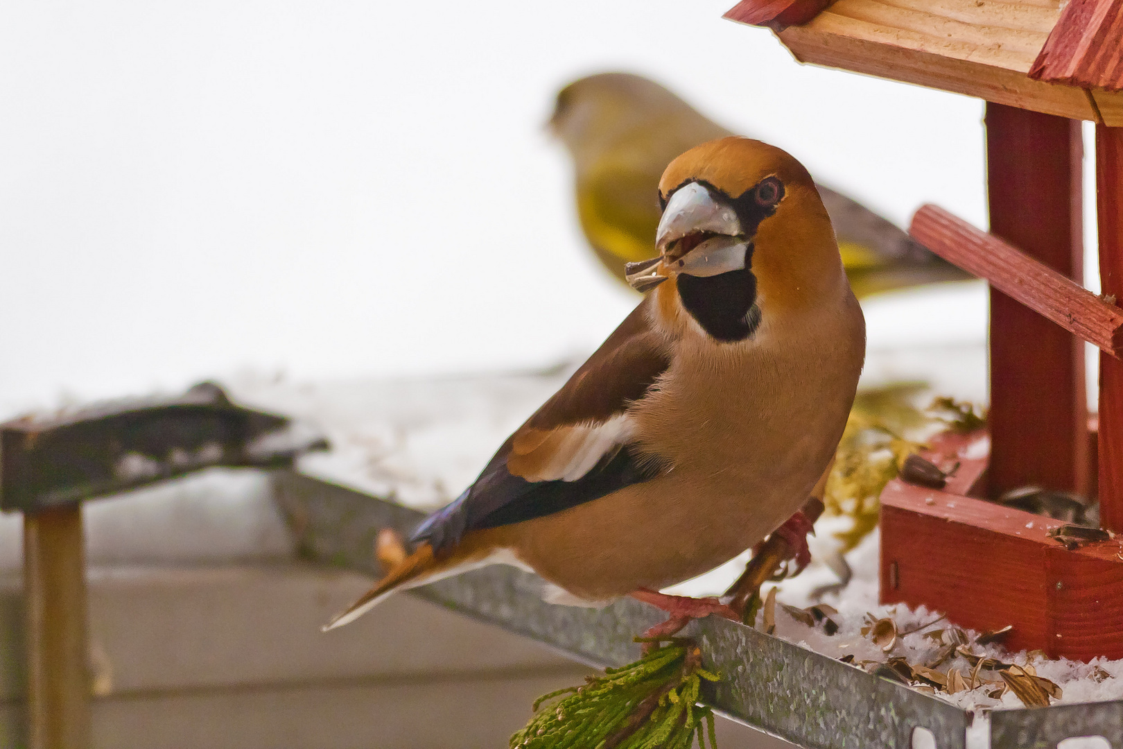 Er besucht uns wieder zum Winterausklang...