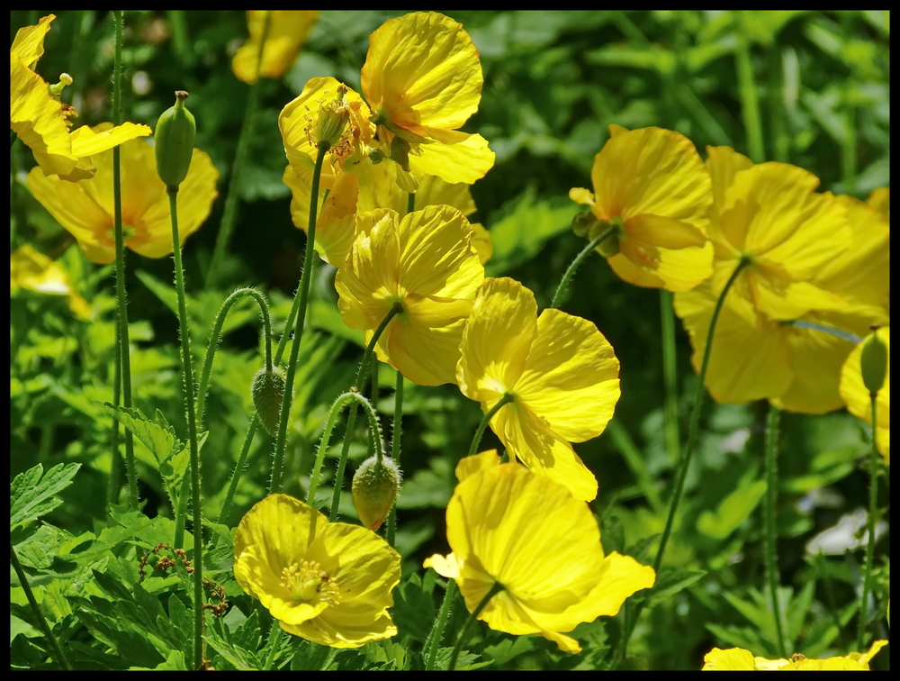 Er blüht nun wieder der Mohn