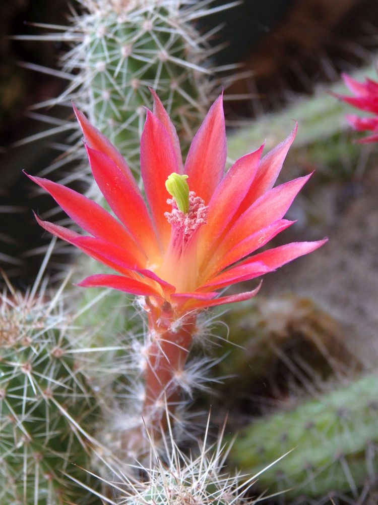 Er blüht und blüht und blüht - Echinocereus sanpedroensis