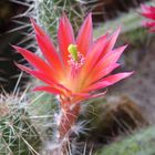 Er blüht und blüht und blüht - Echinocereus sanpedroensis