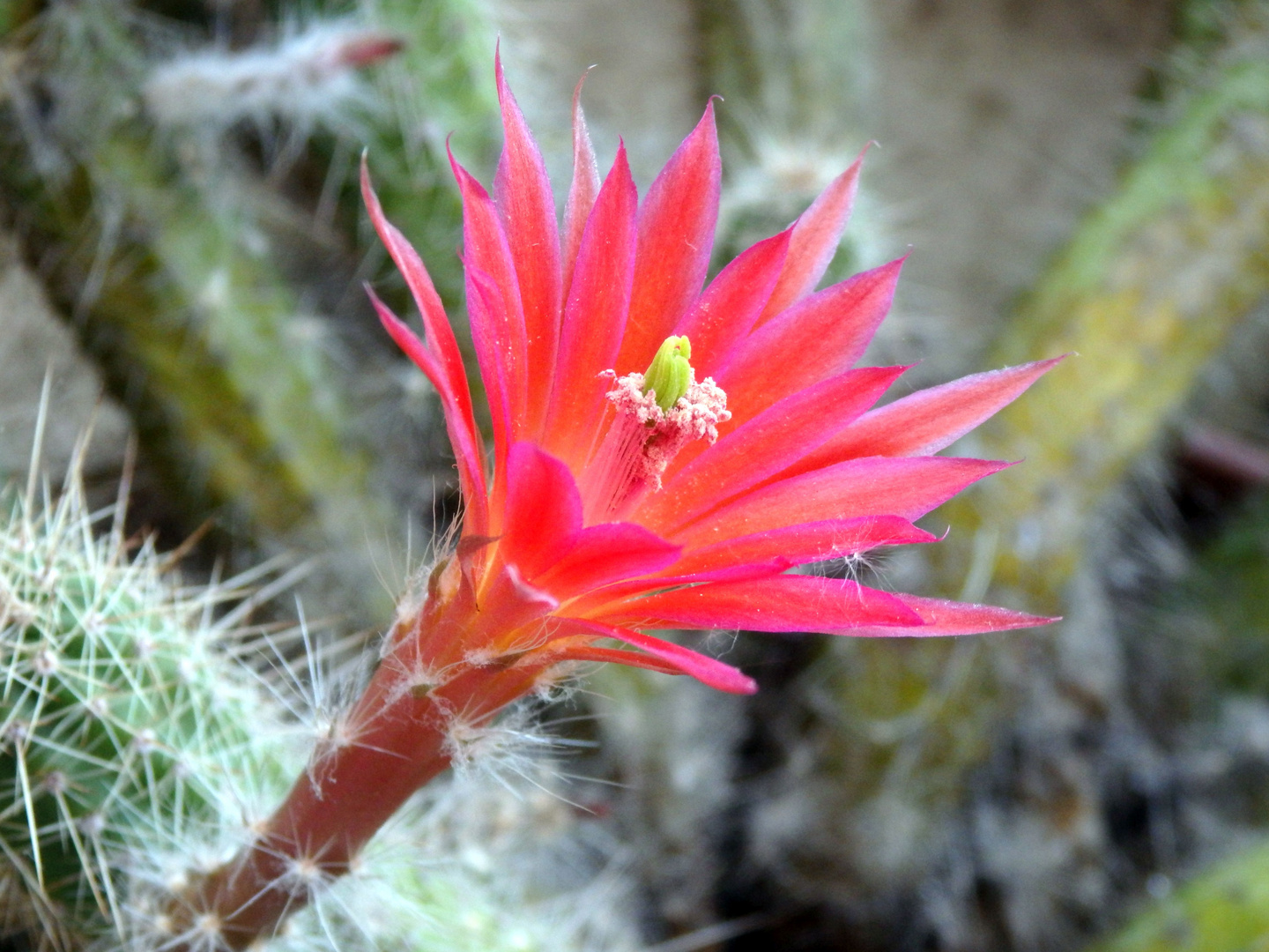 Er blüht und blüht und blüht - Echinocereus sanpedroensis