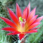 Er blüht und blüht und blüht - Echinocereus sanpedroensis