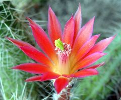 Er blüht und blüht und blüht - Echinocereus sanpedroensis