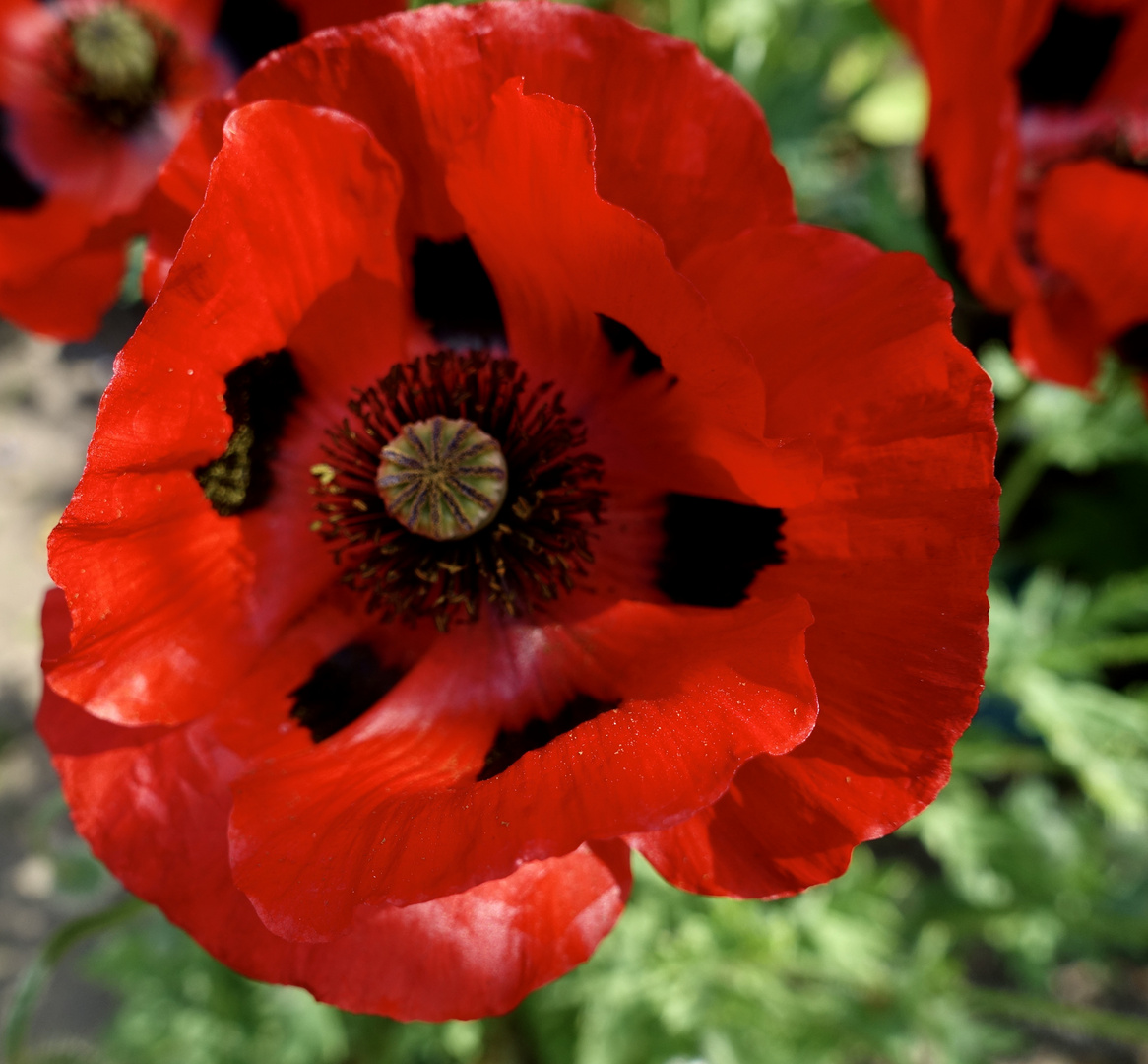 er blüht wieder schön, der Mohn "Ladybird"/Marienkäfer