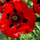 er blüht wieder schön, der Mohn "Ladybird"/Marienkäfer