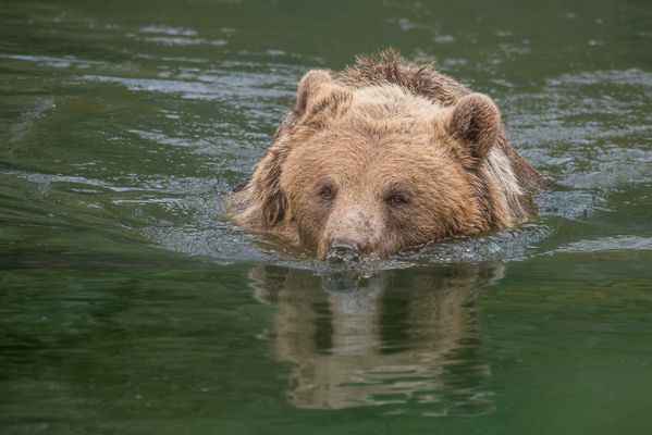 Er brauchte Abkühlung. 