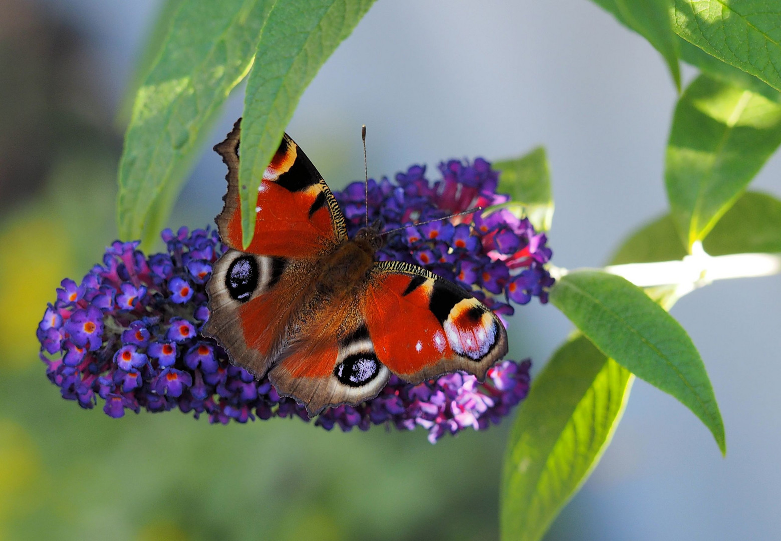 Er dachte er versteckt sich mal unterm Blatt ....