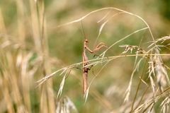 ER - die männliche Gottesanbeterin - Opfer vom Sexualkannibalismus 