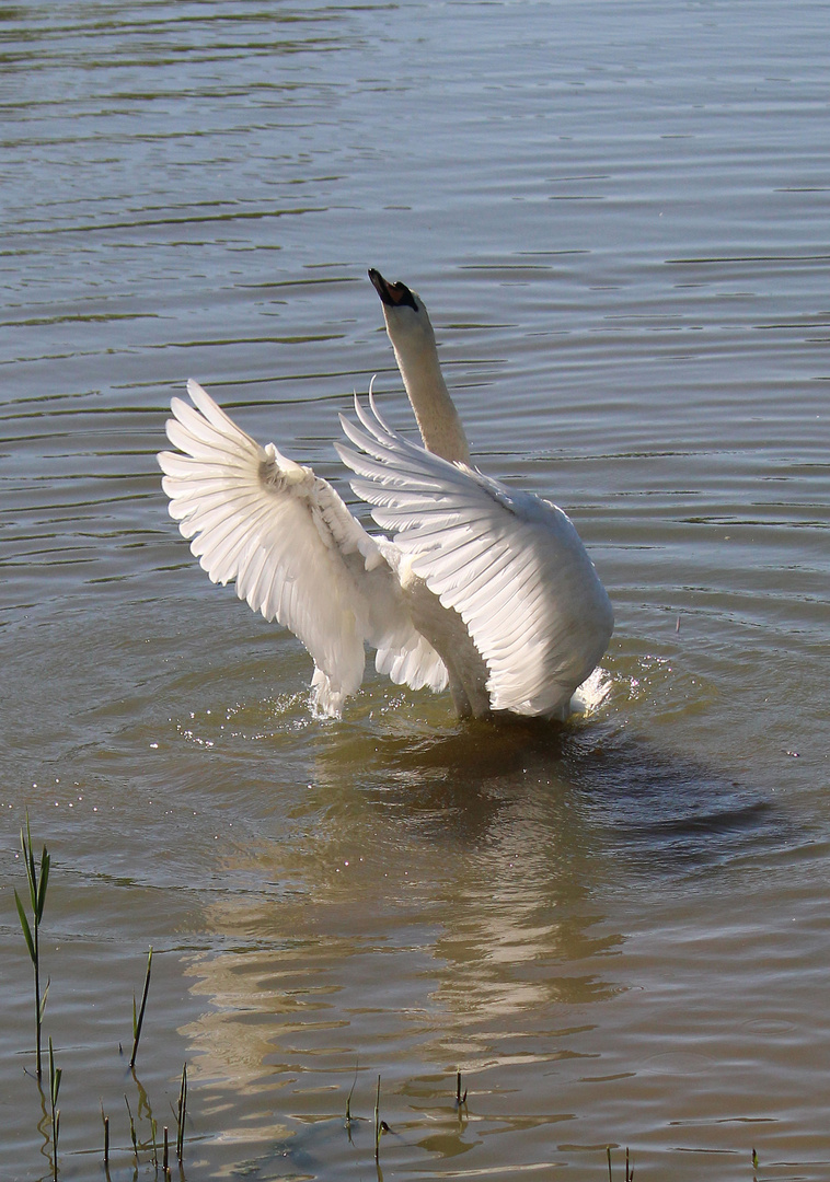 er dirigiert den Chor der Vögel