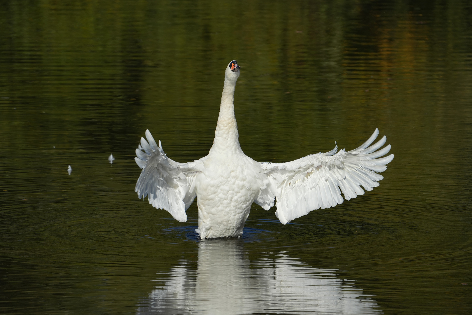 Er dirigiert den Schwanensee...