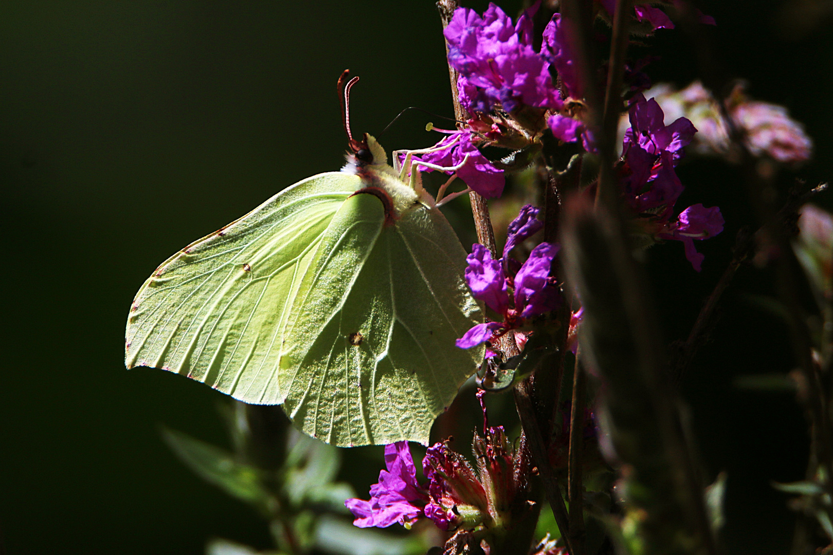 er fliegt auf lila Blüten