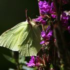 er fliegt auf lila Blüten