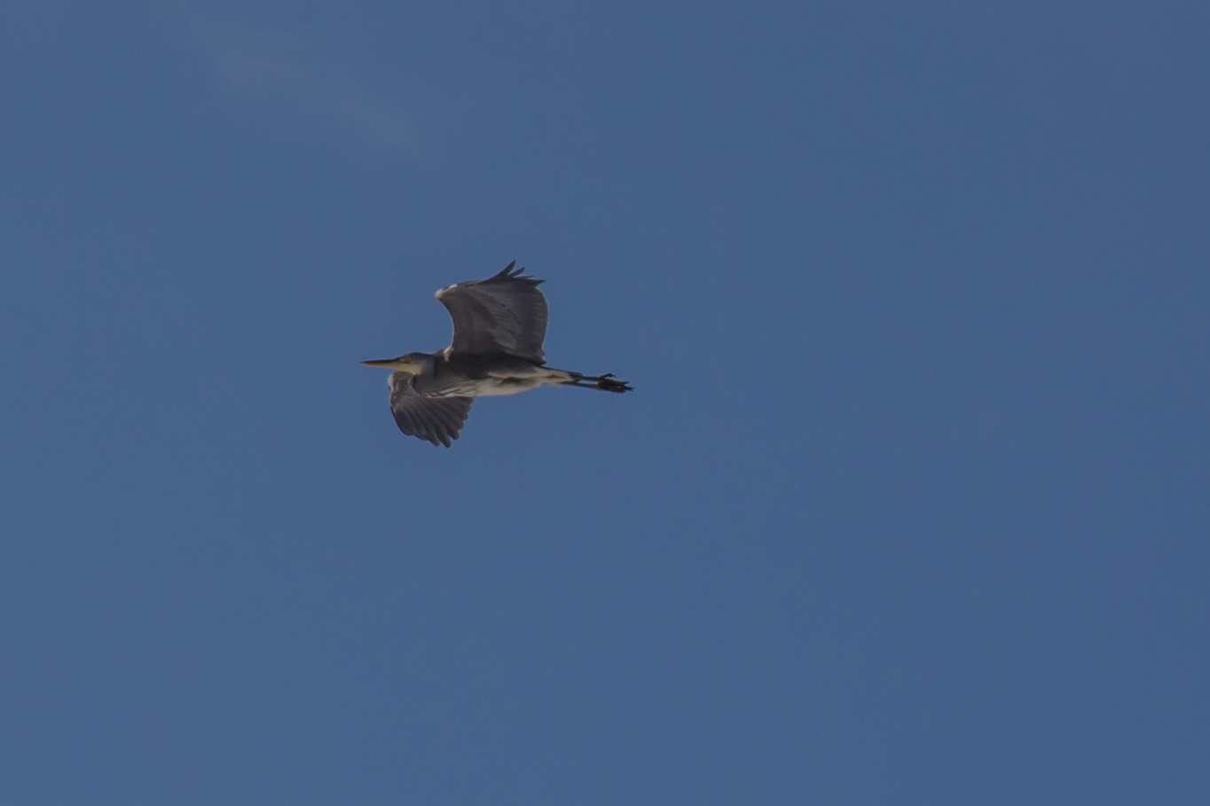 Er flieht, schnell noch ein Foto machen