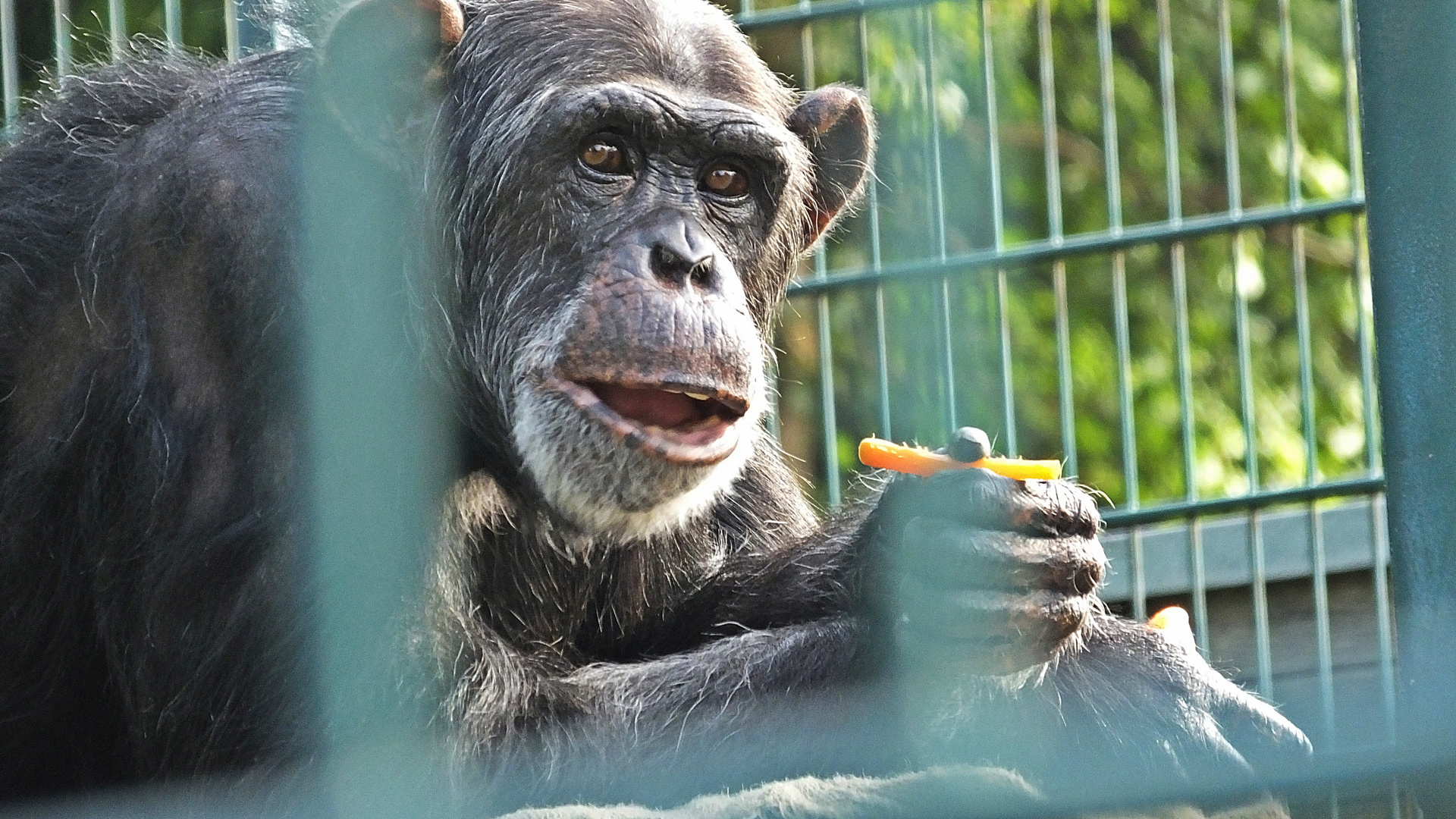 Er fragt mich, warum ich hinter Gittern sei (He asks me why I'm behind bars)