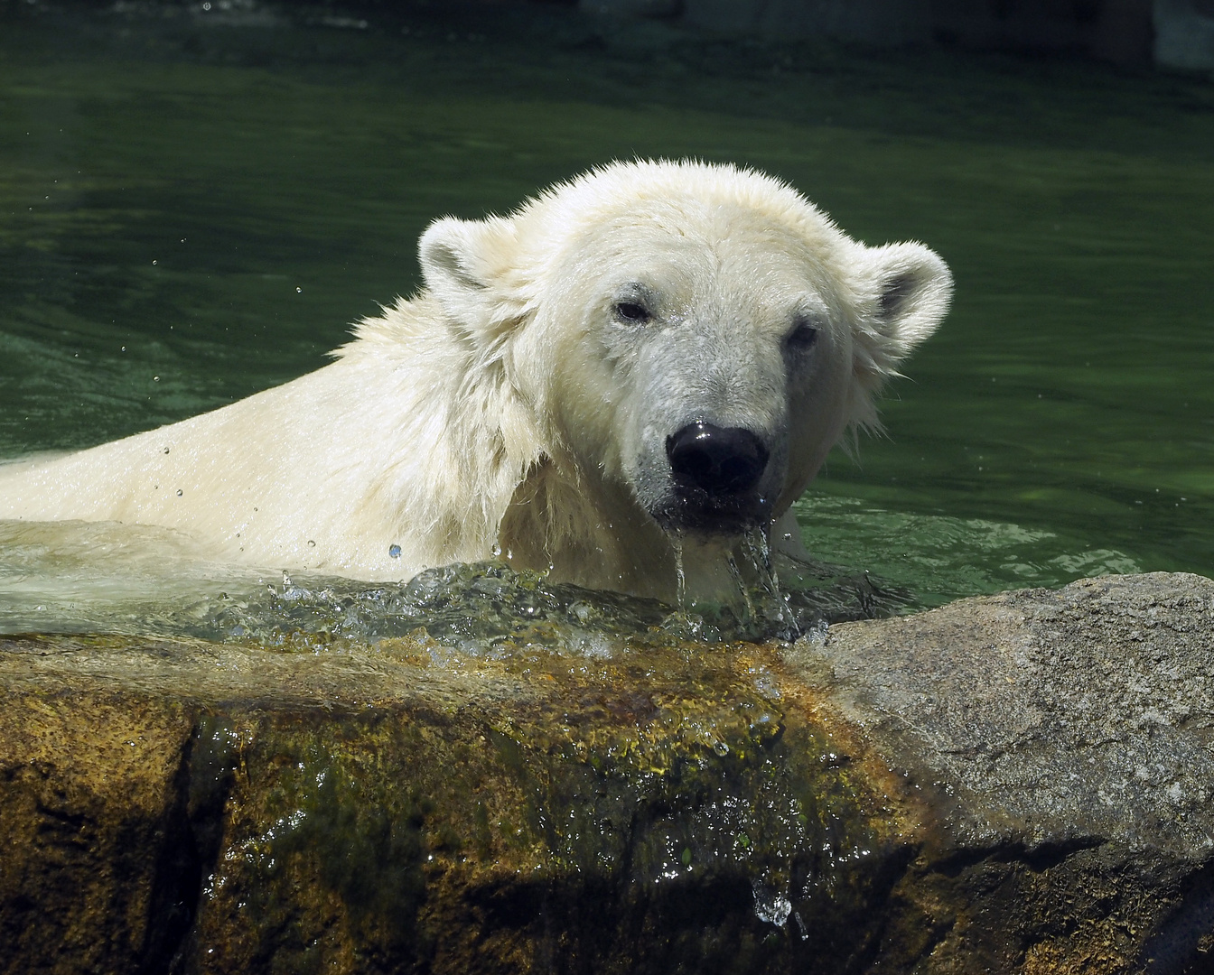 Er freut sich auf das kühle Wasser bei diese Hitze