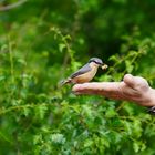 er frisst aus der Hand