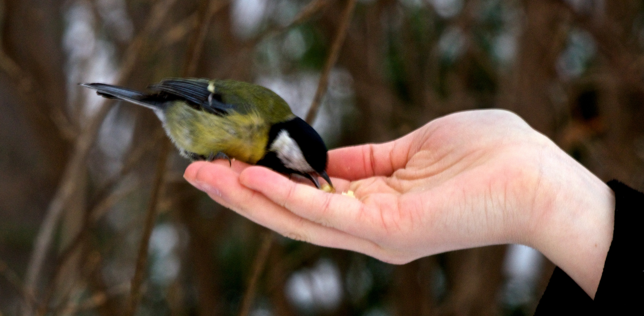 Er frisst ihr aus der Hand... (2)