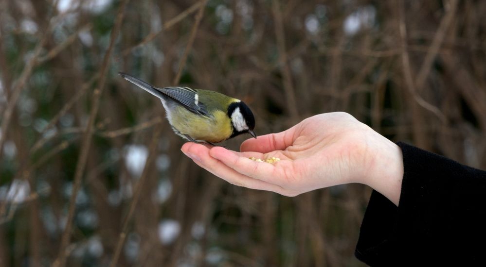 Er frisst ihr aus der Hand...