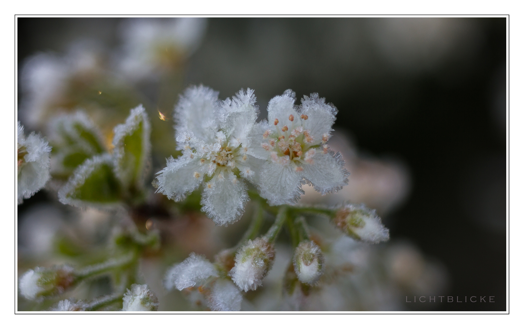 er Frost in der Blüte