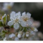 er Frost in der Blüte