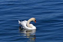 Er fühlt sich wohl in der Ostsee vor Warnemünde