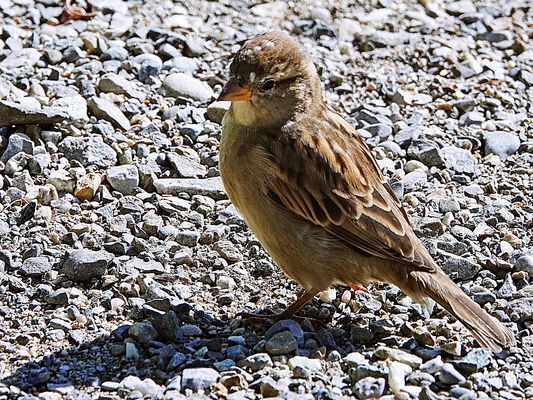 er führt ein Schattendasein
