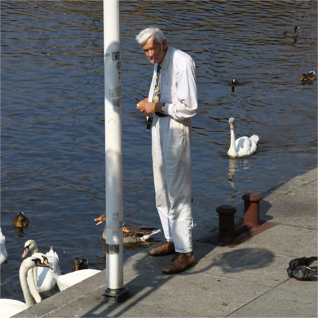 Er füttert täglich seine Schwäne - Hamburg Innenalster