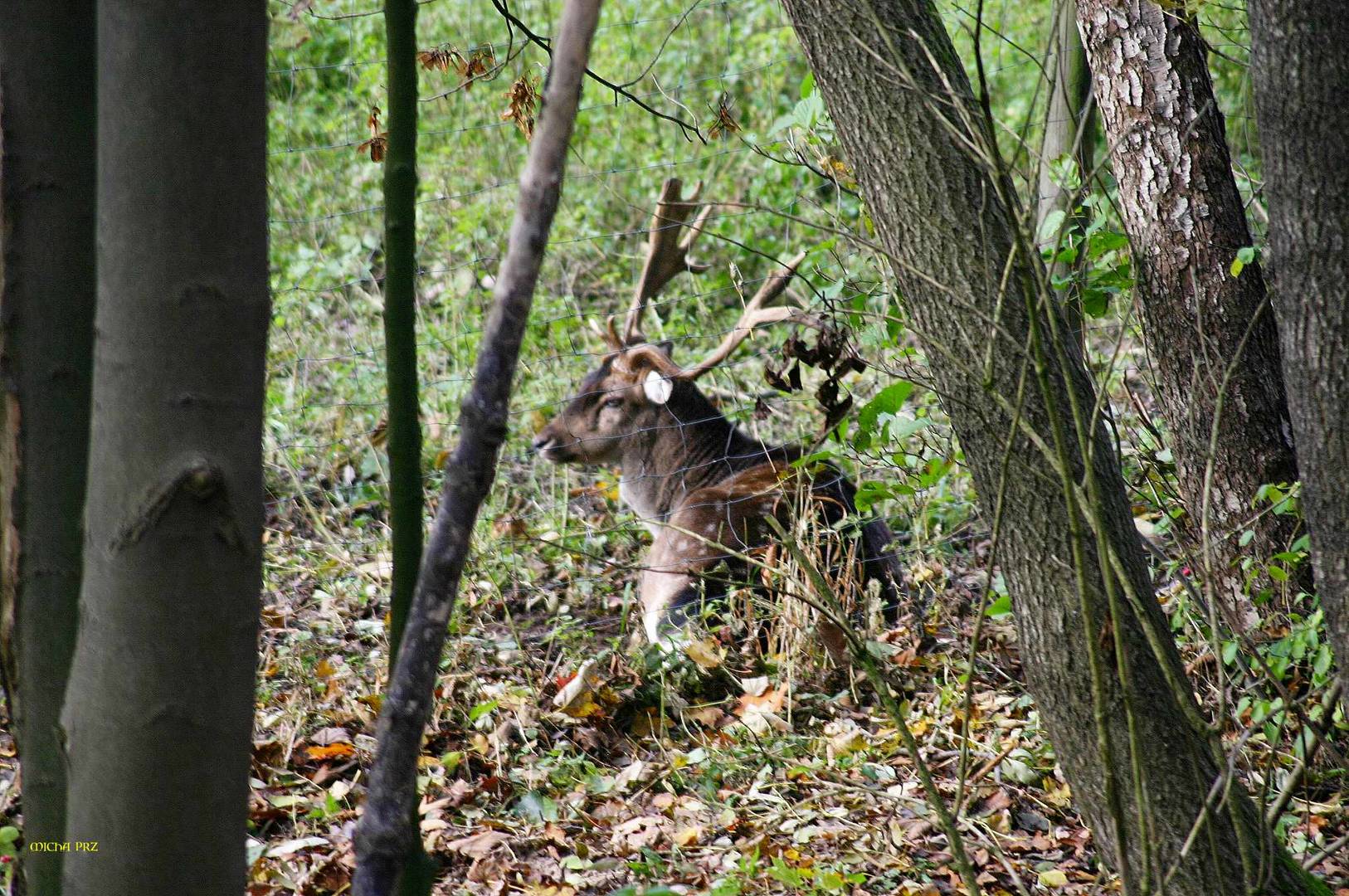 er genießt die Ruhe im Wald