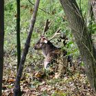 er genießt die Ruhe im Wald