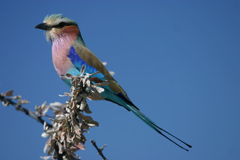 Er gilt als schönster Vogel Namibias.