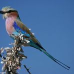 Er gilt als schönster Vogel Namibias.