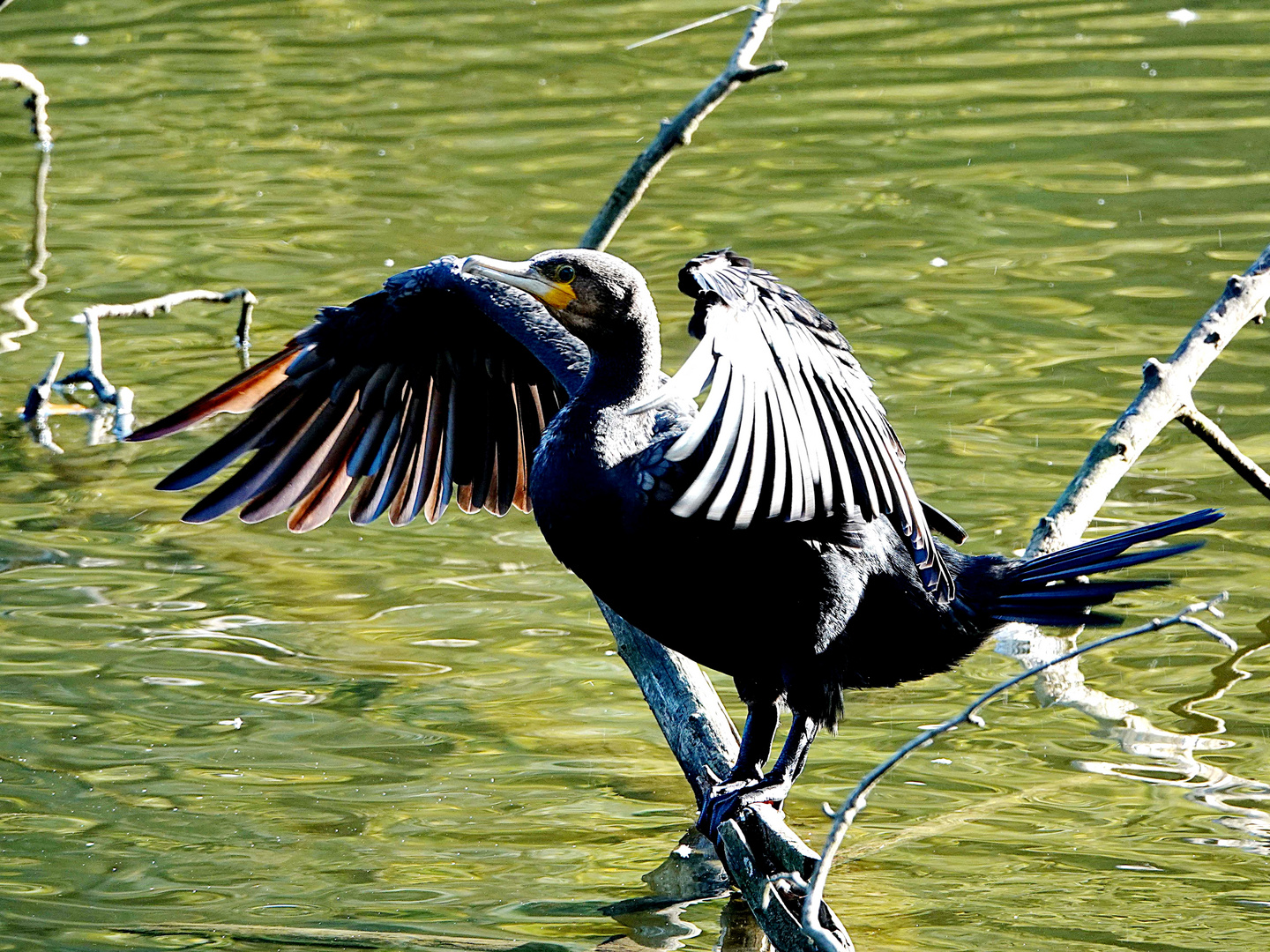 er hält Ausschau nach Fischbeute