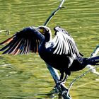 er hält Ausschau nach Fischbeute