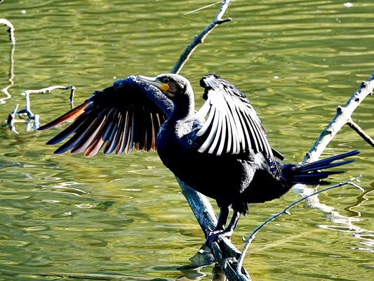 er hält Ausschau nach Fischbeute