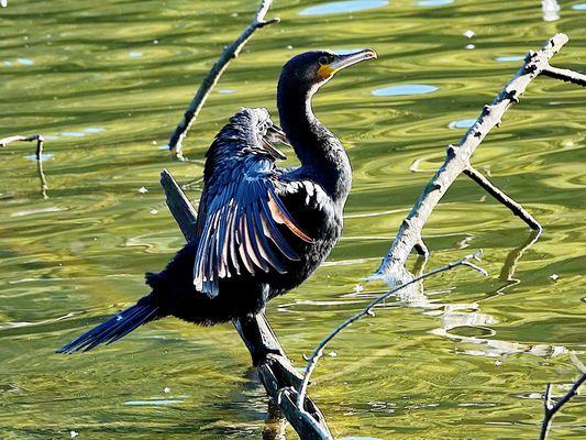 er hält Ausschau nach Fischbeute