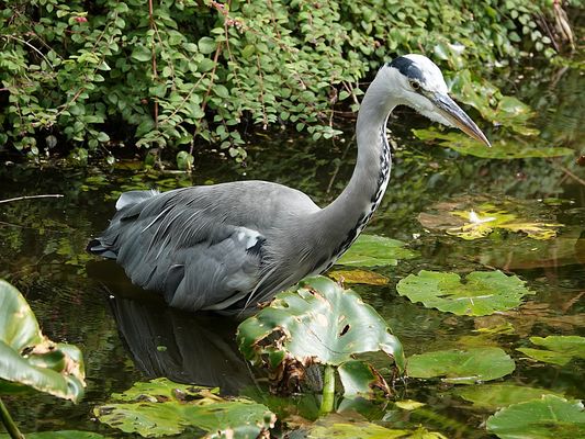 er hat alles im Blick