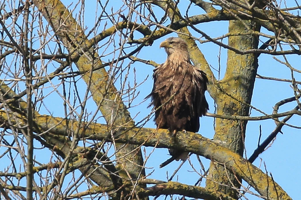 er hat alles im Blick