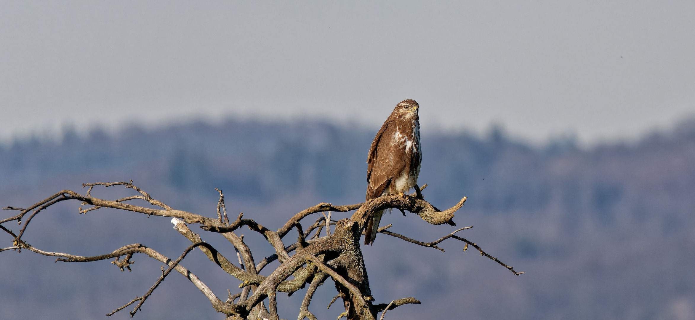 Er hat alles im Blick, auch mich...und weg war er