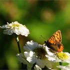 Er hat den gestrigen "Spätsommertag" für ein Sonnenbad genützt.....