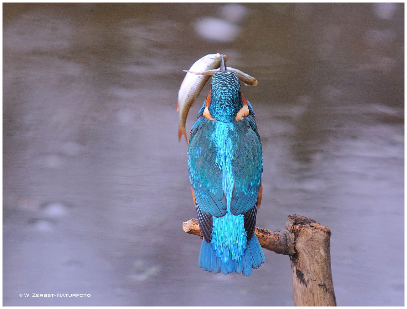 --- Er hat den Schnabel ganz schön voll ---- ( Alcedo atthis )