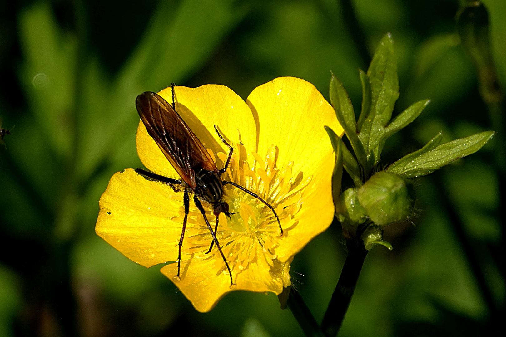 er hat die Blüte fest im Griff