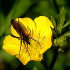 er hat die Blüte fest im Griff