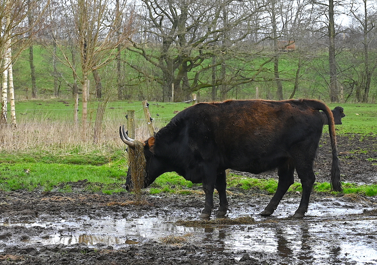 er hat die "Friese" schön