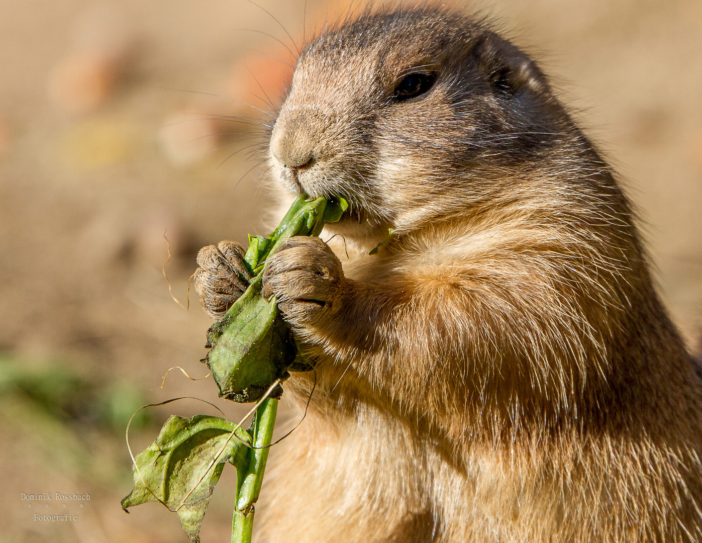 Er hat doch nur Hunger!