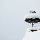 Er hat hier überwintert ......