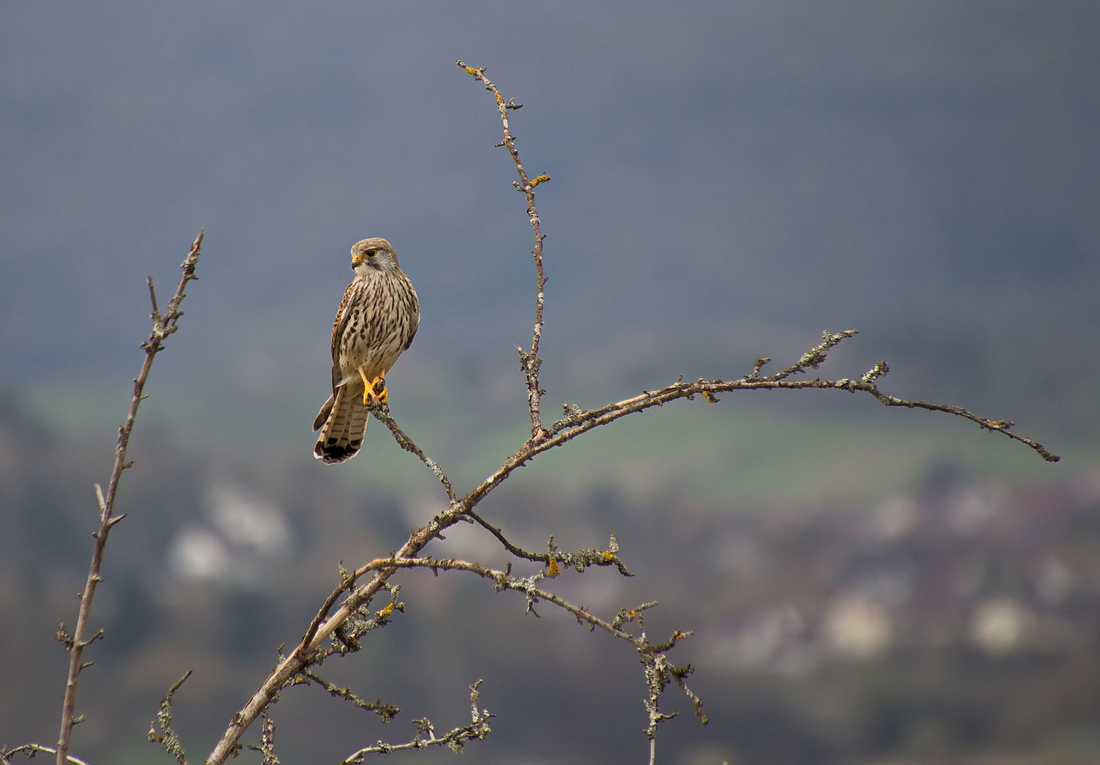 Er hat mich im Blick!