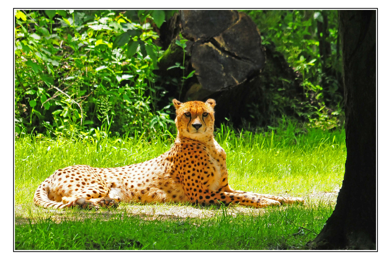 Er hat mich voll im Visier - Gepard im Zoo Salzburg