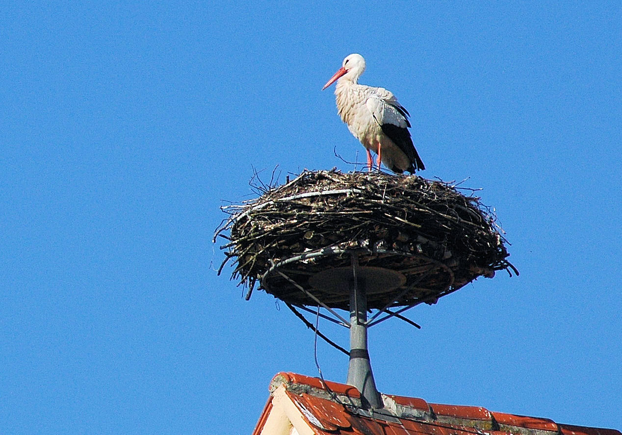 ER hat sein Nest erfolgreich verteidigt !