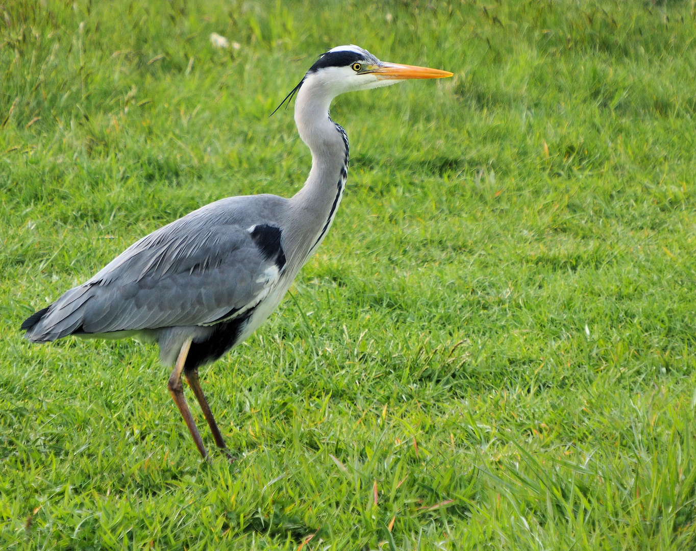 Er hat was im Blick …. 